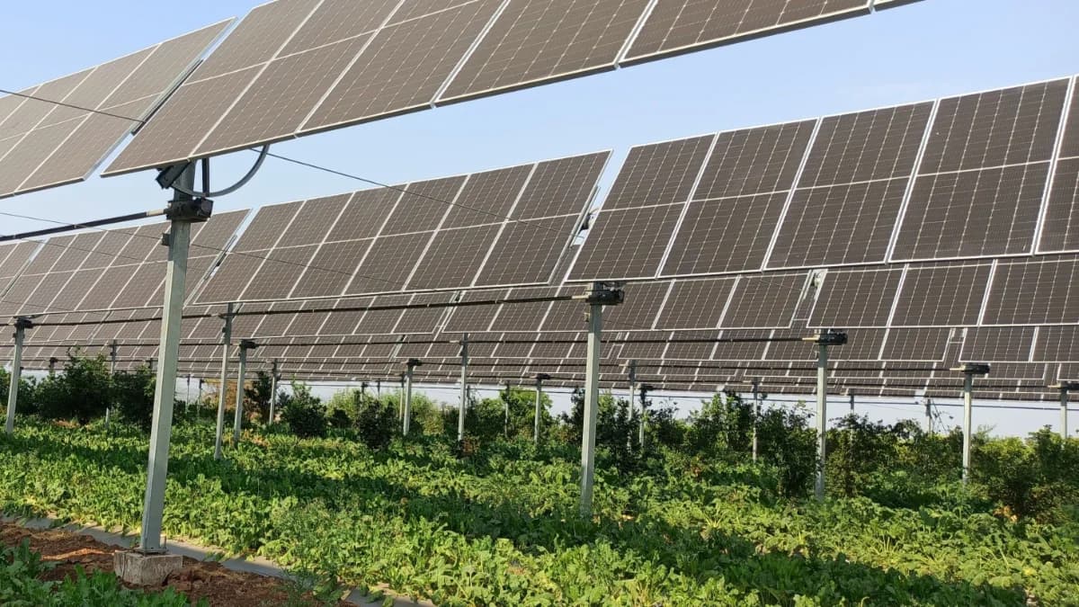 Solar panels over an agricultural installation